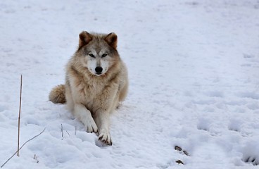 The Timber wolf, also known as the gray wolf, is a large canine native to Eurasia and North America. It is the largest extant member of Canidae, with males averaging 40 kg and females 37 kg.