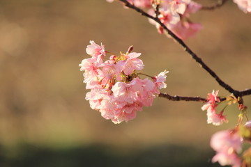 南伊豆　みなみの桜