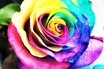 Obraz na płótnie Canvas rainbow rose texture