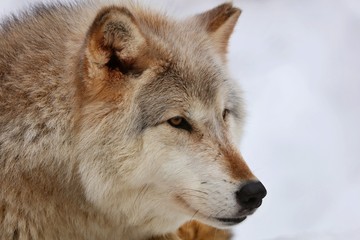 The Timber wolf, also known as the gray wolf, is a large canine native to Eurasia and North America. It is the largest extant member of Canidae, with males averaging 40 kg and females 37 kg.