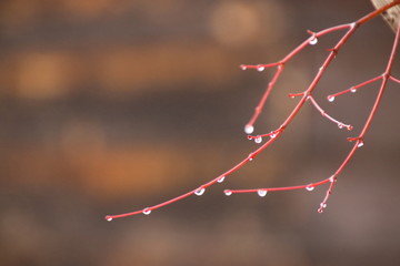 冬の朝、枝に凍り付く美しい水滴