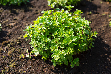  How to grow green mint, fresh green mint plant from the garden with morning day light, organic farming, herbs and spice, healthy food