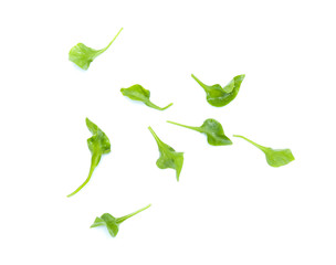 Watercress leaf isolated on white background