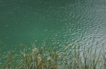 The water and the reeds by the lake