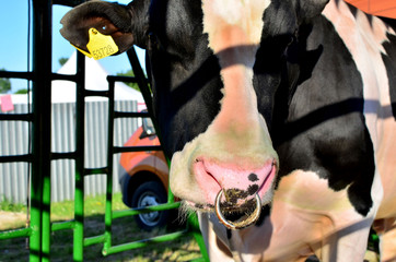 Fototapeta na wymiar Big beautiful cow on the farm, muzzle close up. Agricultural business, background, texture.