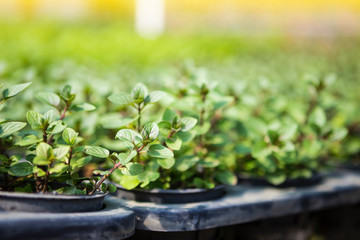 Closeup black mint plant, selective focus, morning outdoor day light, organic herbs, how to grow black mint