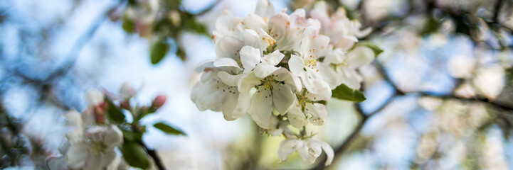 Spring blossom of apple or sakura. Wide image