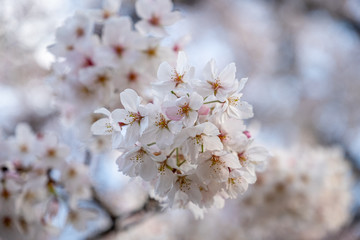 Japanese cherry blossom (prunus serrulata) in full bloom with a blurred background 