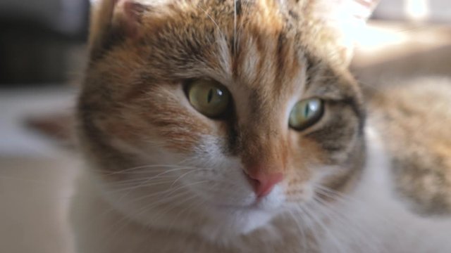 tricolor cat portrait face lies on the window light lifestyle falls on the face. pet care pet