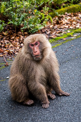 A macaque monkey sits on the road and stares off into the distance in Yakushima Japan