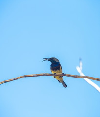Sunbird with his food on the dry orchid branch over blurred blue sky, animal life, bird in Thailand