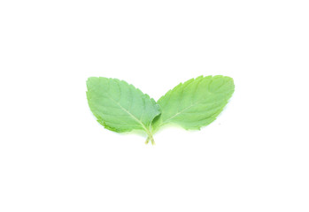mint leaves isolated isolated on white
