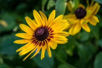 A closeup image of a black eyed susan (rudbeckia) flower