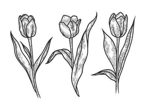 Tulip flowers sketch engraving vector illustration. T-shirt apparel print design. Scratch board imitation. Black and white hand drawn image.