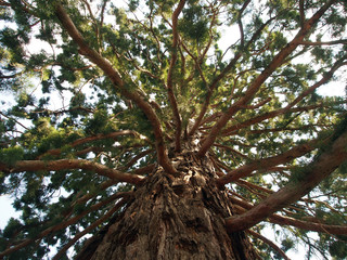 Sequoia, thick green crown on a powerful trunk, view from the bottom. The concept of nature...
