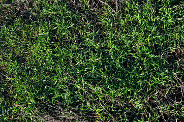  texture of young green grass lit by the sun