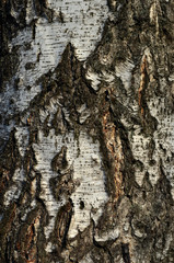  birch bark texture