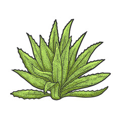 Agave plant tequila ingredient sketch engraving vector illustration. T-shirt apparel print design. Scratch board imitation. Black and white hand drawn image.