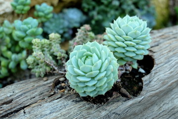 mini succulent