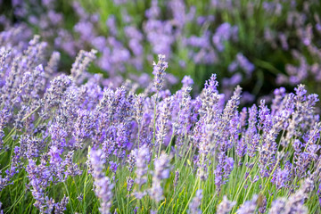 A painterly photo of lavender in bloom with room for text