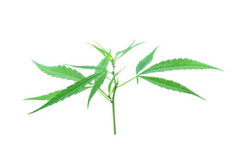 marijuana isolated on white background