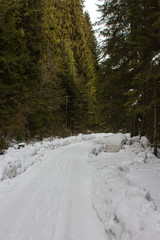 Forest road in the winter Carpathian Mountains. The path to the highest mountain of Ukraine-Hoverla