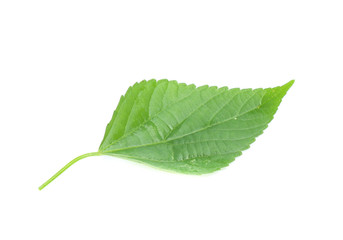 green leaf isolated on a white