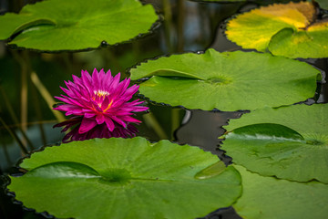 A closeup photo of a pink waterlily in a pond with room for text