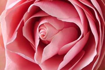 pink roses valentine gift