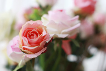Pink rose soft blur texture background , for valentine's day background