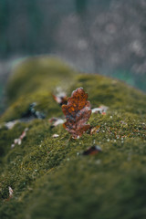 leaf in autumn forest