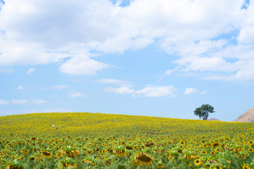 Beautiful blue sky with white cloud and the biggest Sunflower field in Korat , Thailand.