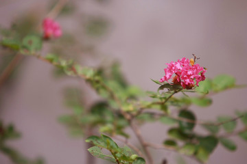 Vintage flower soft blur texture background