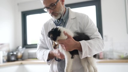 Veterinary examining puppy dog