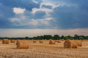 Fototapeta premium Harvesting on wheat fields in summer