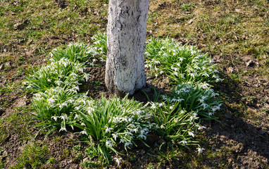 Obraz premium Snowdrops in the forest in the early spring. Wild flowers on the meadow.