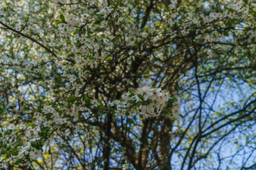 Cherry-plum branches sprinkled with white flowers against a blue sky.
