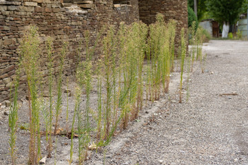 Plants grow from hard soil. Tall green stems against a stone wall.