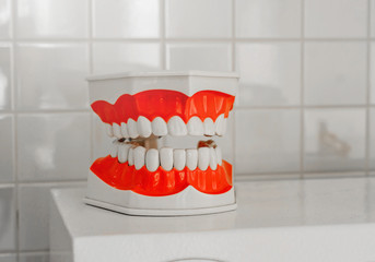 Plastic model of the human jaw with teeth