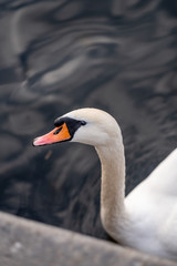 swan on lake