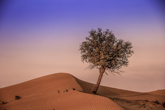 The Desert, Ras al Khaimah, UAE