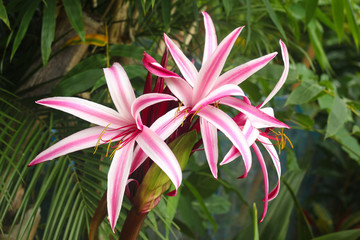 Crinum Lily, Crinum procerum var splendens, Amaryllidaceae