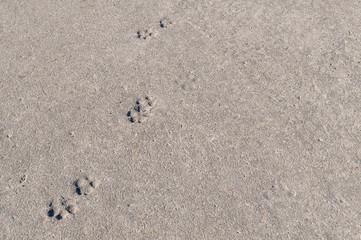 Fototapeta na wymiar Animal footprints imprinted on a concrete surface
