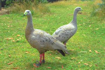 Two Cape Barren Goose, Cereopsis novaehollandiae, standing on a green lawn. It is a large goose resident in southern Australia.