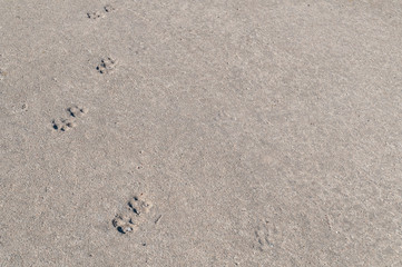 Animal footprints imprinted on a concrete surface