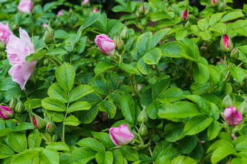 Pink buds and wild tea rose flowers.