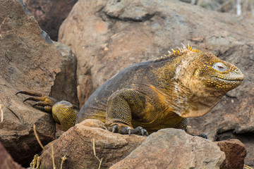 Galapagos land iguana, Conolophus subcristatus, in Baltra island, Galapagos National Park, Ecuador..