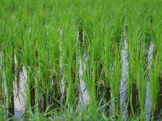 Fototapeta premium Rice paddy in Asia
