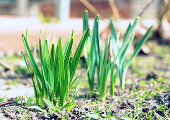 Spring daffodils in the garden. Spring came. Green young plants.