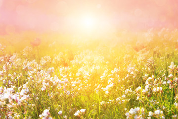 Fototapeta na wymiar Morning meadow in the sunbeams